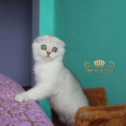Наши котята