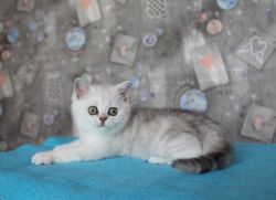 Наши котята
