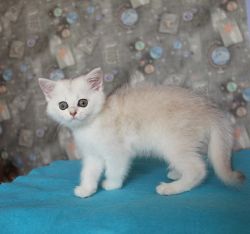 Romeo