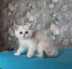 Наши котята