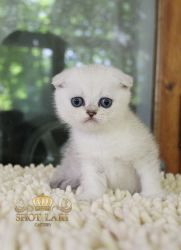 Скай