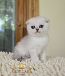 Наши котята