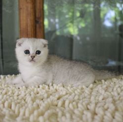 Наши котята