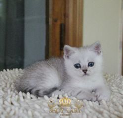 1.5 месяца