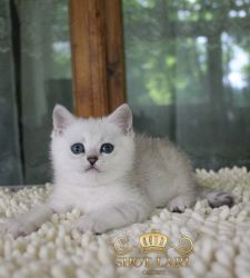 Наши котята