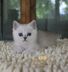Наши котята