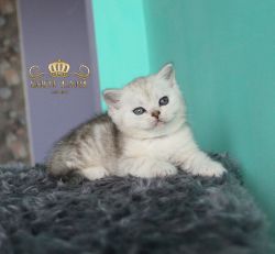 1.5 мес