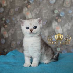 1.5 мес