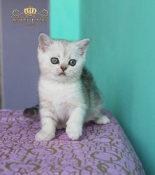 2 мес