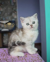 2 мес