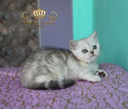 2 мес
