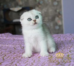 Наши котята