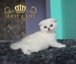 Shot Lari Sapfir