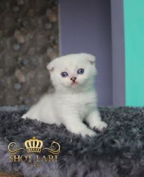 Наши котята