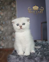 Наши котята