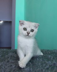 Наши котята