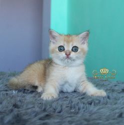Наши котята