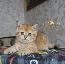 Помет U