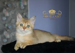 Наши котята