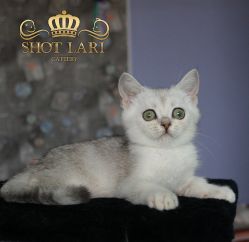 Наши котята