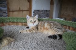 Наши котята