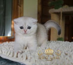 Наши котята